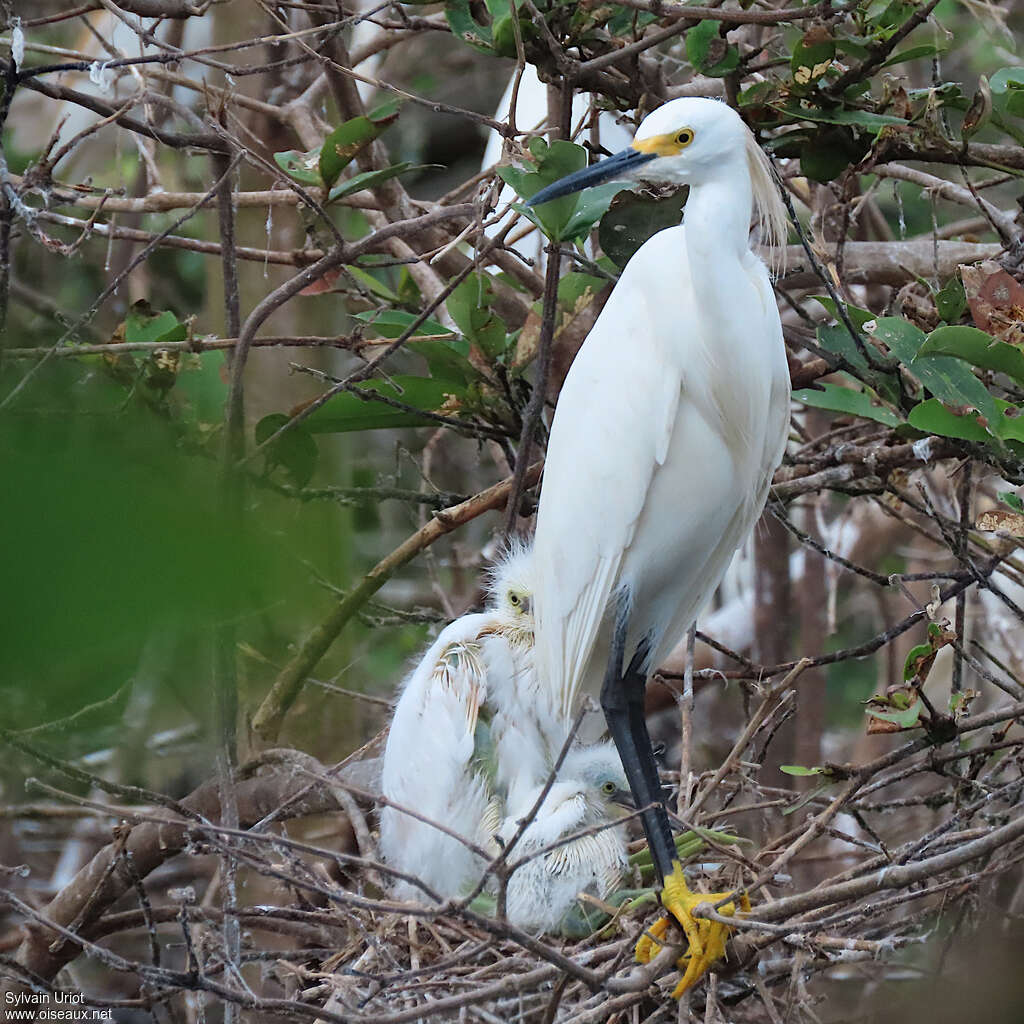 Snowy Egretadult breeding