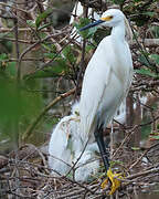 Aigrette neigeuse