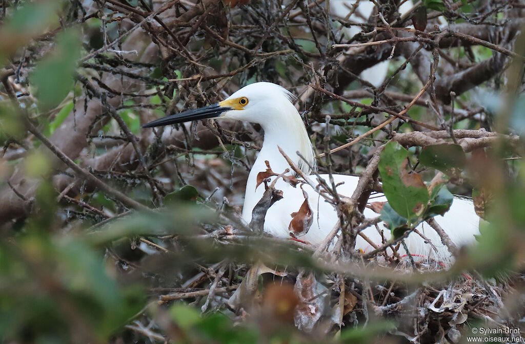 Snowy Egretadult breeding