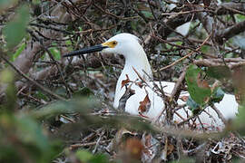 Snowy Egret