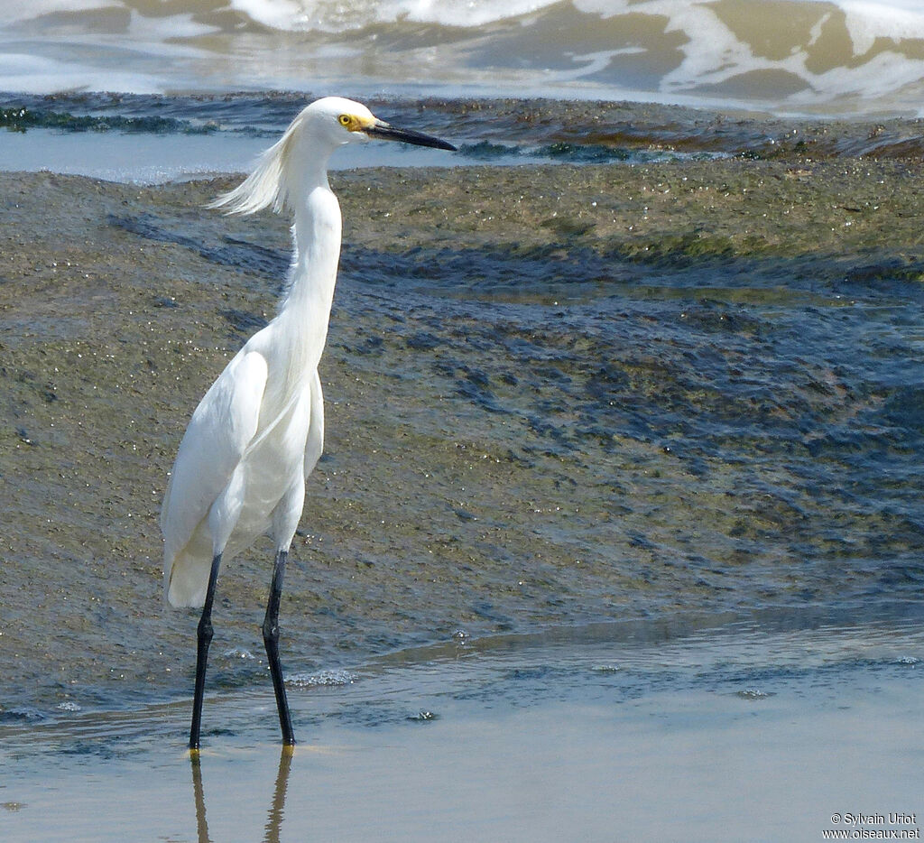 Snowy Egret