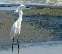 Snowy Egret