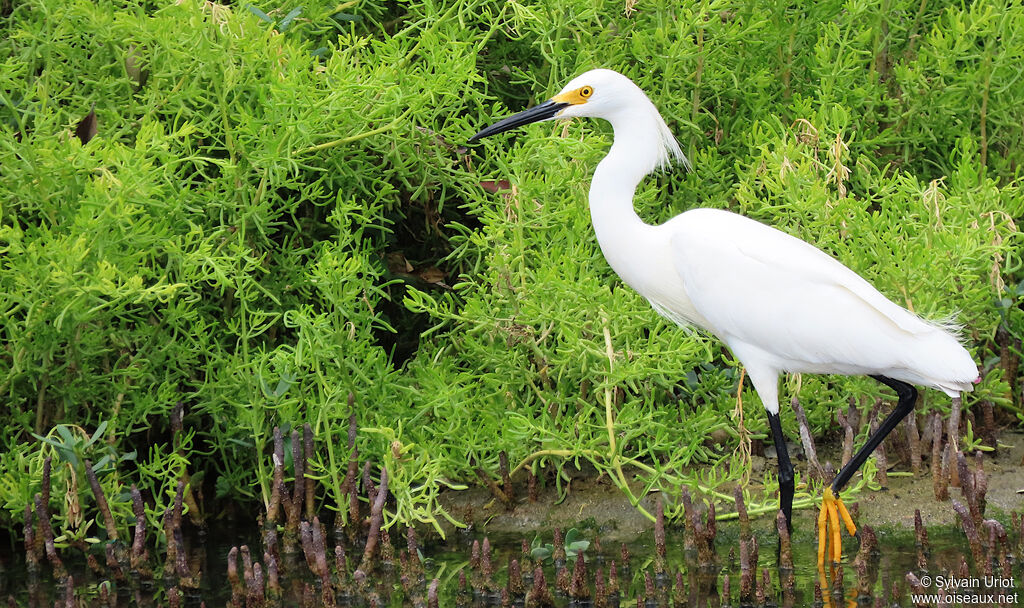 Aigrette neigeuseadulte nuptial