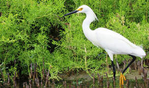 Snowy Egret