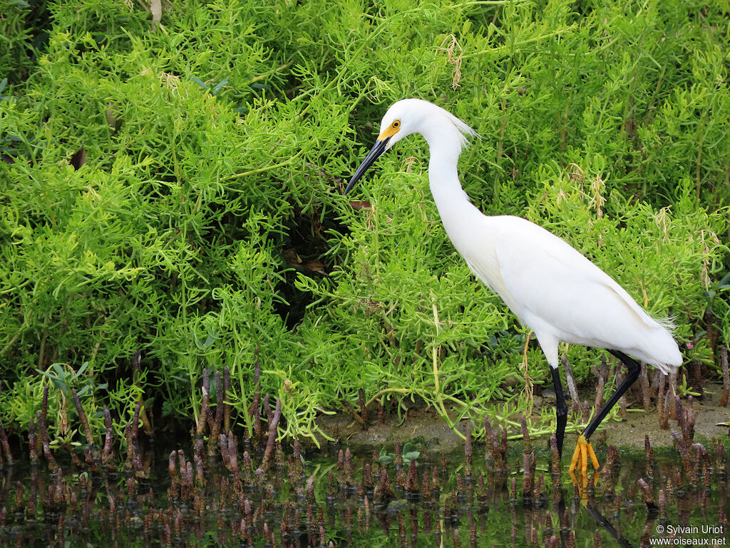 Aigrette neigeuseadulte nuptial