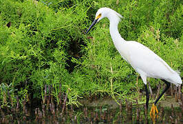 Snowy Egret