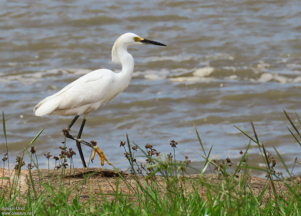 Snowy Egretadult