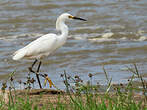 Aigrette neigeuse