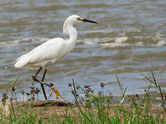 Snowy Egret