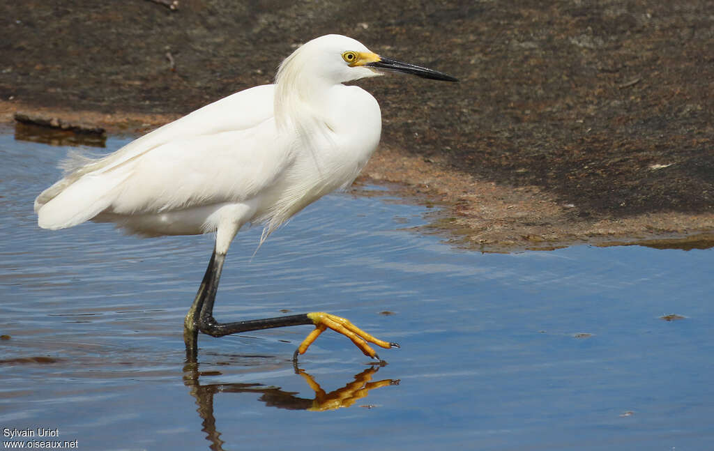 Aigrette neigeuseadulte