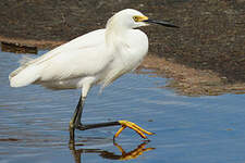 Aigrette neigeuse