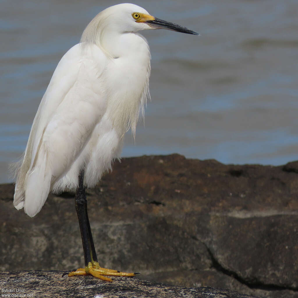 Aigrette neigeuseadulte