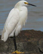 Aigrette neigeuse