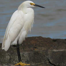 Aigrette neigeuse