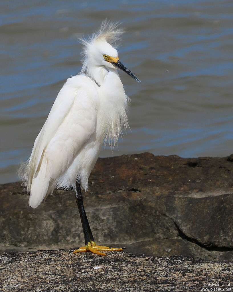 Aigrette neigeuseadulte