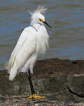 Aigrette neigeuse