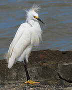 Snowy Egret