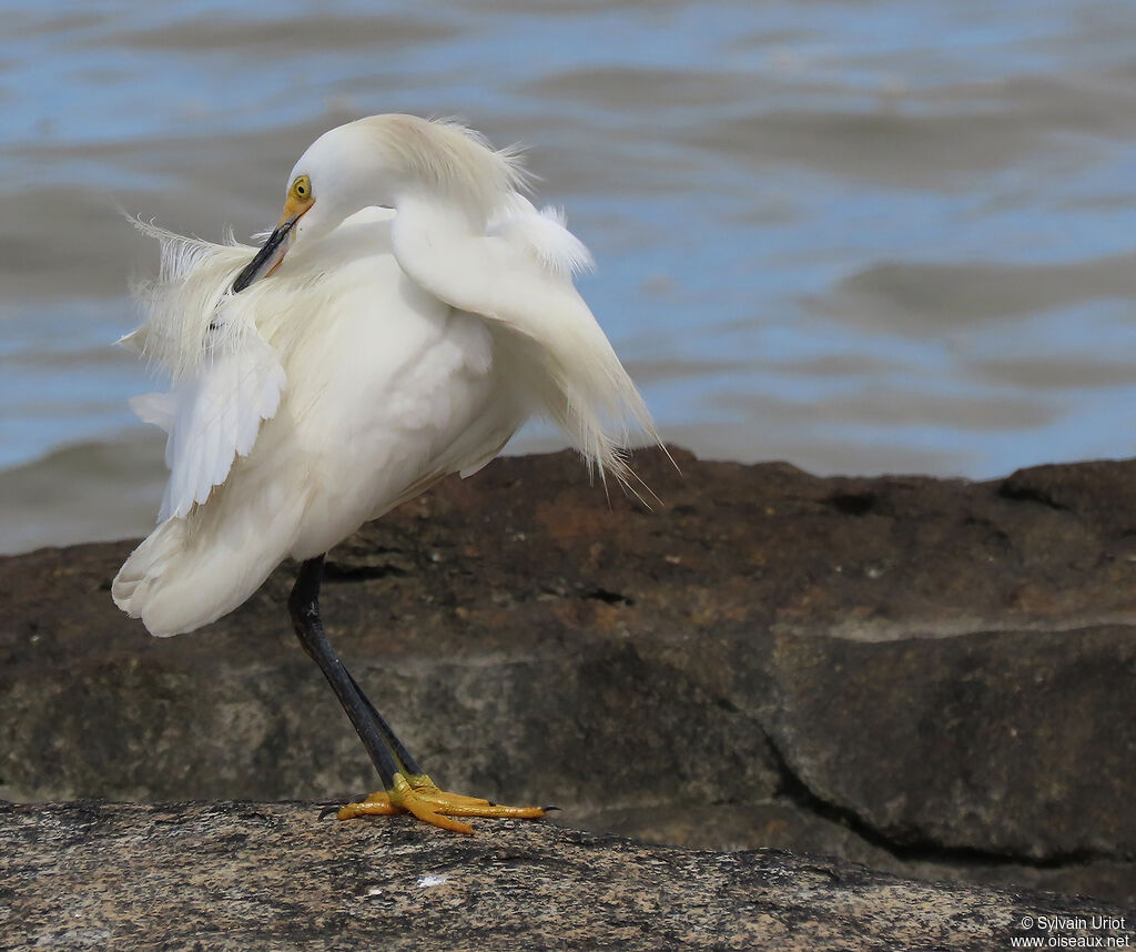 Aigrette neigeuseadulte