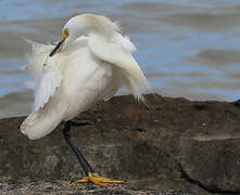 Snowy Egret