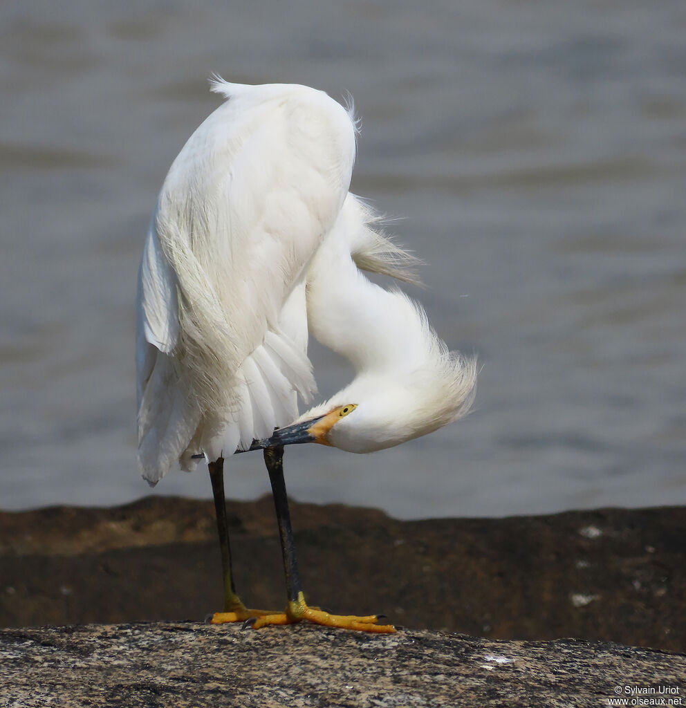 Aigrette neigeuseadulte