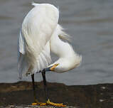 Aigrette neigeuse