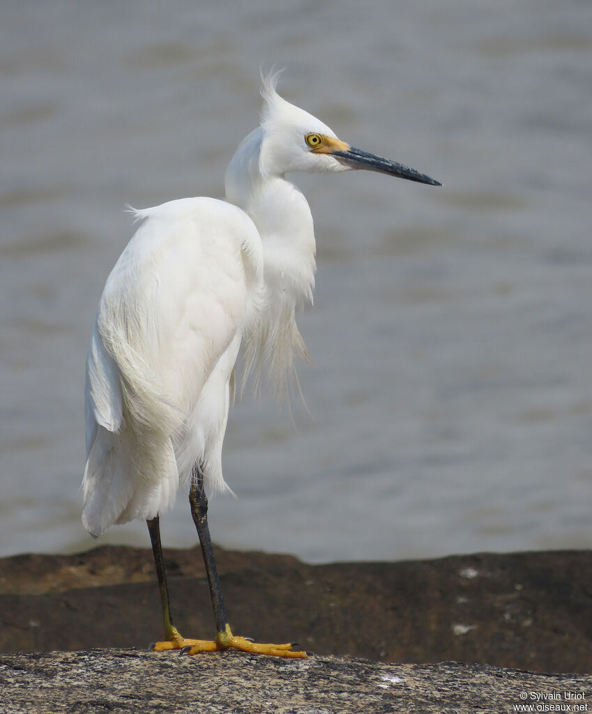 Aigrette neigeuseadulte