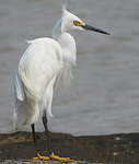 Aigrette neigeuse