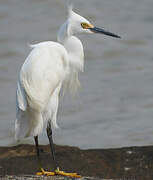 Snowy Egret