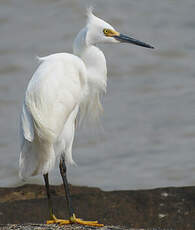 Aigrette neigeuse