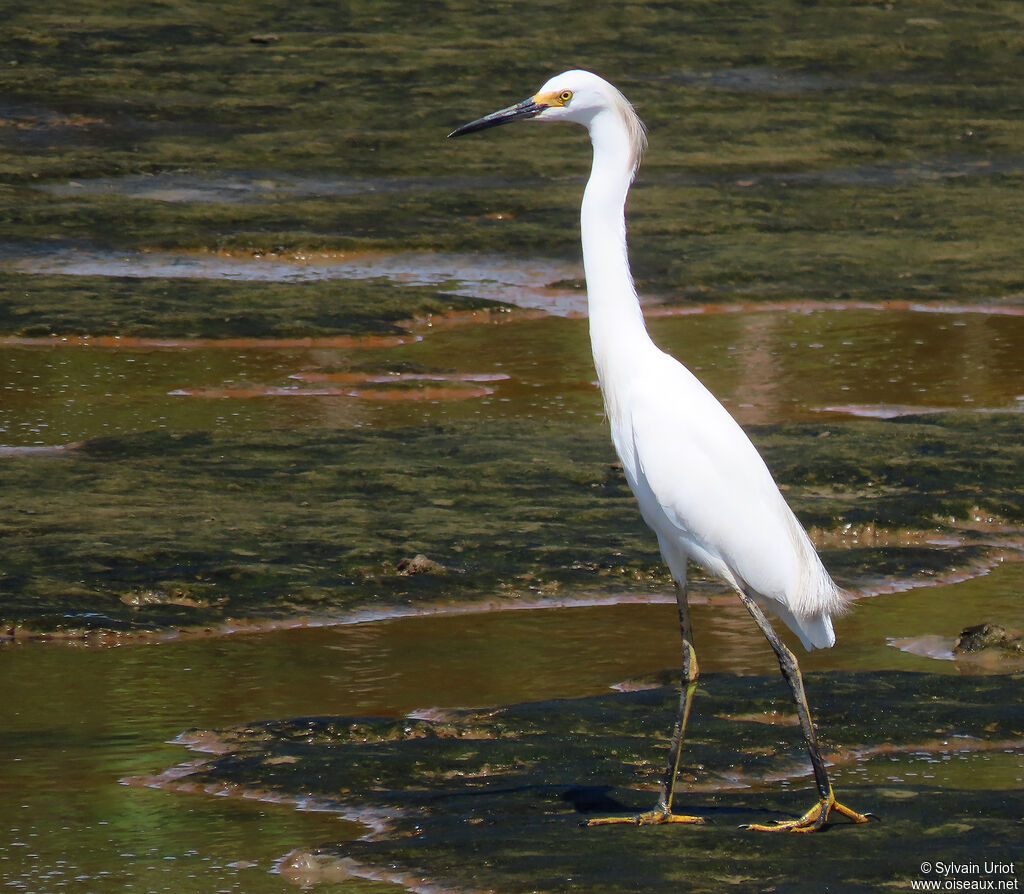 Aigrette neigeuseadulte internuptial