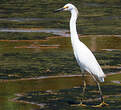 Aigrette neigeuse