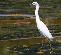 Snowy Egret