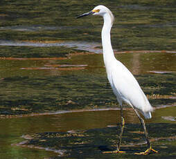 Aigrette neigeuse