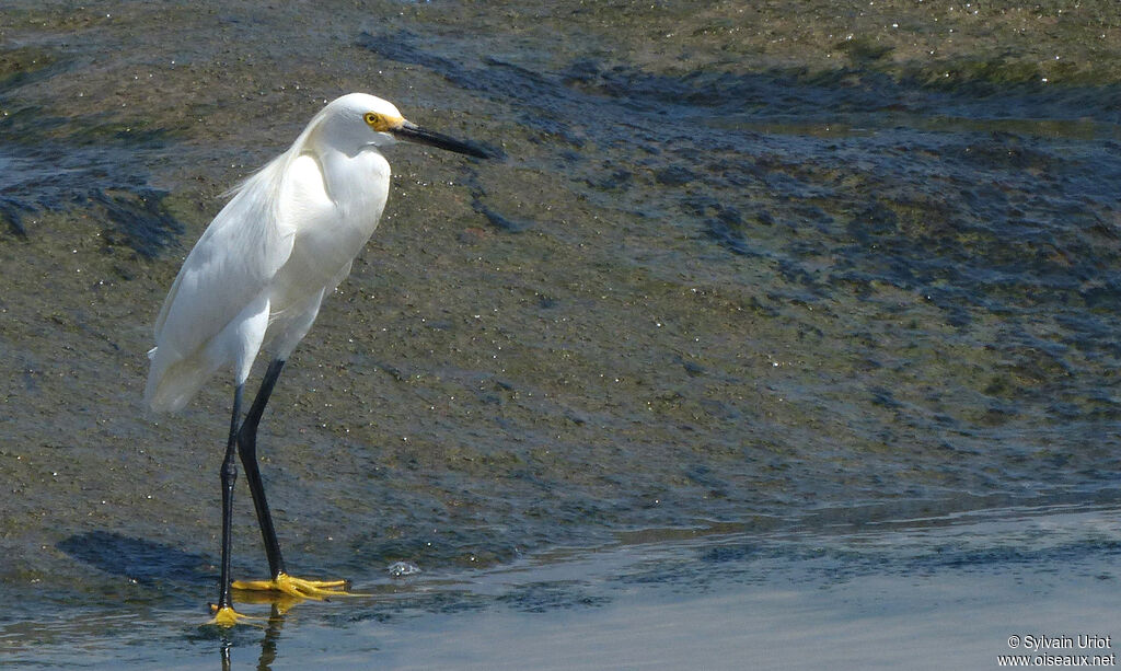 Aigrette neigeuse