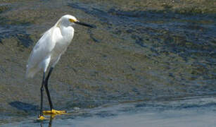 Aigrette neigeuse