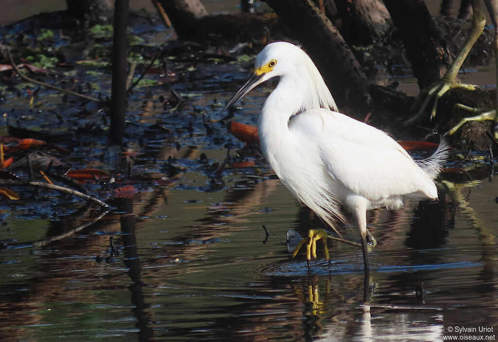 Snowy Egretadult breeding