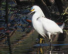 Aigrette neigeuse