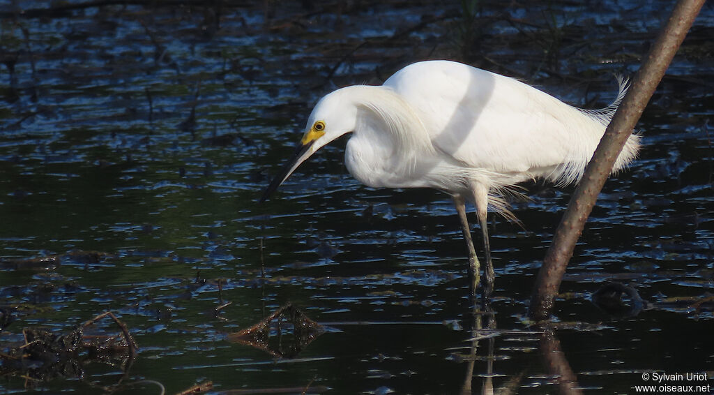 Aigrette neigeuseadulte nuptial