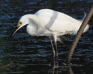 Aigrette neigeuse