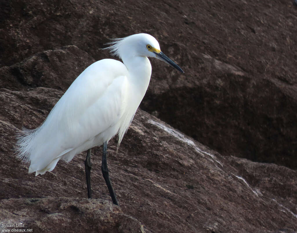 Snowy Egretadult post breeding