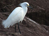 Aigrette neigeuse