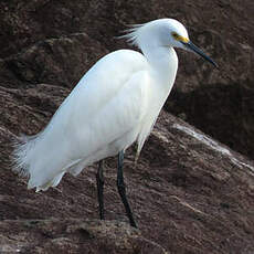 Aigrette neigeuse