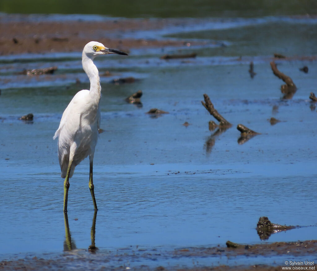 Aigrette neigeuseadulte