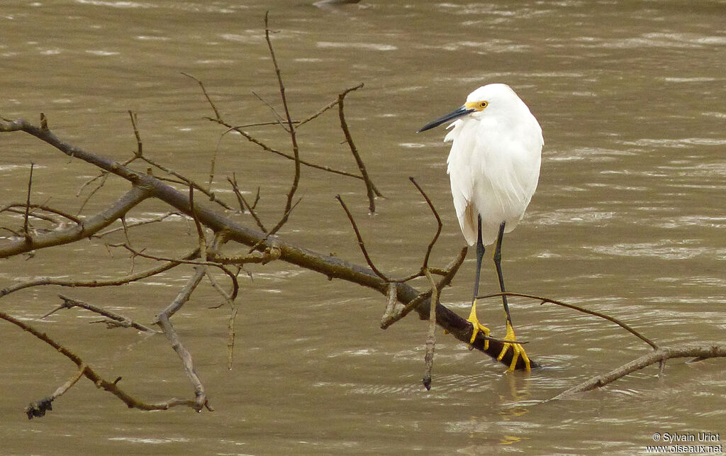 Snowy Egret