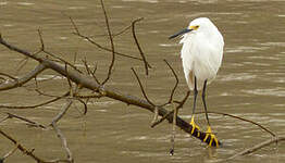 Aigrette neigeuse