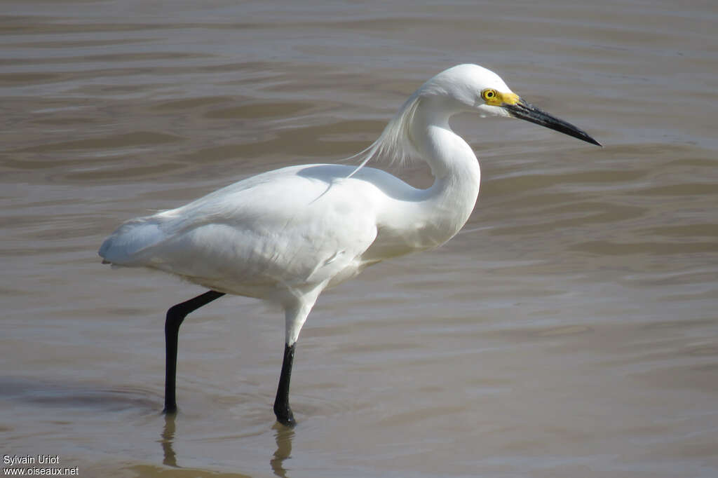 Snowy Egretadult breeding, close-up portrait