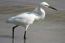 Aigrette neigeuse