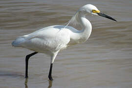 Snowy Egret