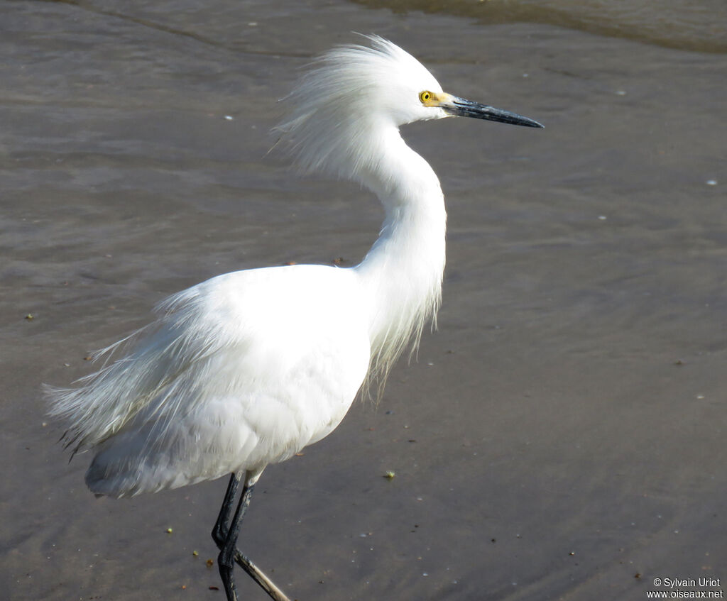 Snowy Egretadult breeding