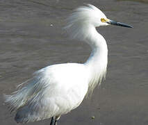 Snowy Egret